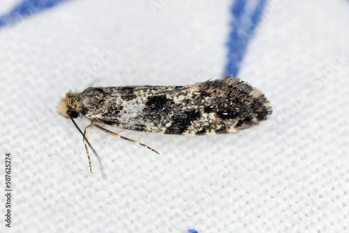 European grain worm or grain moth Nemapogon granella granellus is a species of tineoid moth. It belongs to the fungus moth family (Tineidae), Common pest of stored products and pest in home. photo
