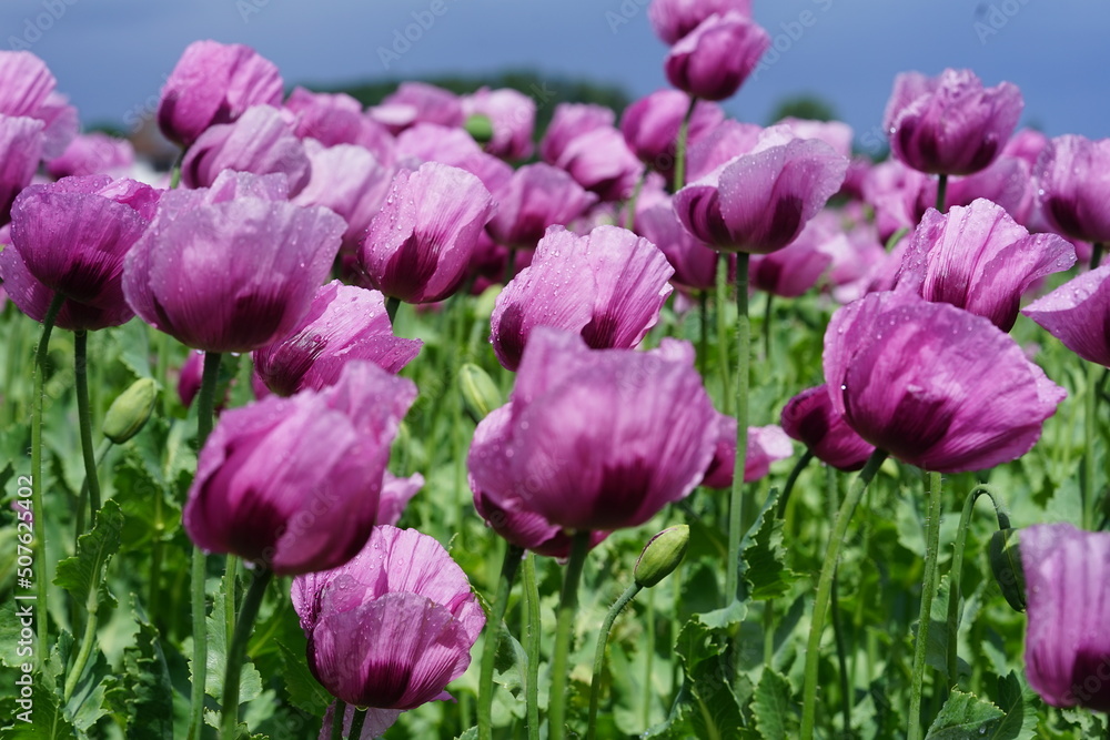 ein Feld voller rosa Mohnblumen die zu blau Mohn verarbeitet werden ein Feld voller rosa Mohnblumen die zu blau Mohn verarbeitet werden