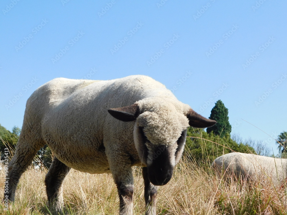 Closeup portrait front view of a Hampshire ewe sheep grazing in a grass field with large bushy green trees in the background under a beautiful clear blue sky Closeup portrait front view of a Hampshire ewe sheep grazing in a grass field with large bushy green trees in the background under a beautiful clear blue sky