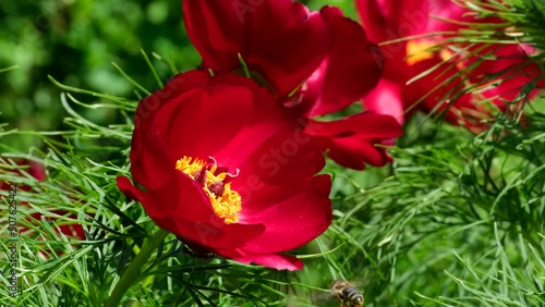 Paeonia tenuifolia blooming in the steppe in the spring. Beautiful red peony flowers Paeonia biebersteiniana or Paeonia carthalinica sways in the wind slow motion close-up. Wild rare flower photo