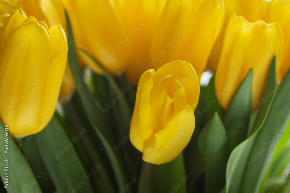 Obraz premium tulip buds, flower growing, easter and spring