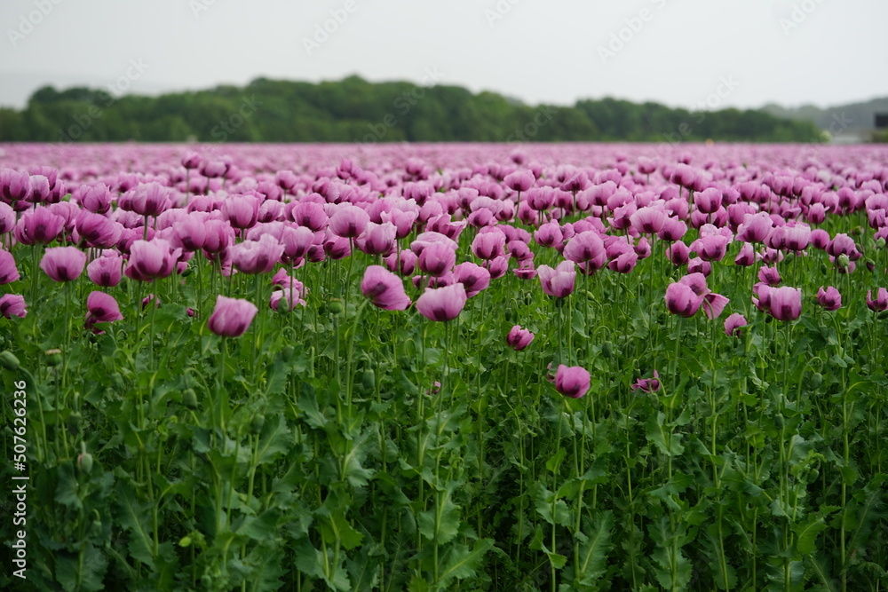 Papaveroideae Mohn Poppies field red poppies, pink poopies, baker poppies, poppy field Papaveroideae Mohn Poppies field red poppies, pink poopies, baker poppies, poppy field