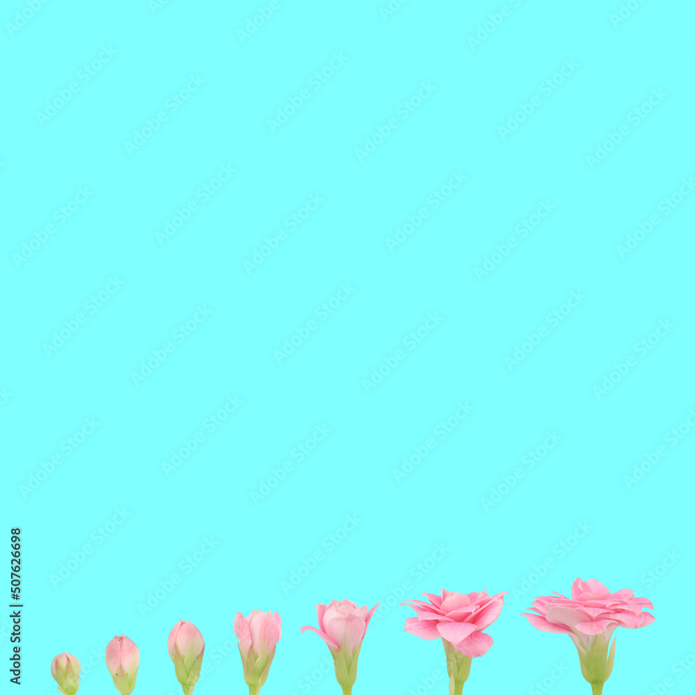 Beautiful pink flower seven stages from budding to flowering. Blooming bud development concept. Beauty in nature on turquoise blue square background