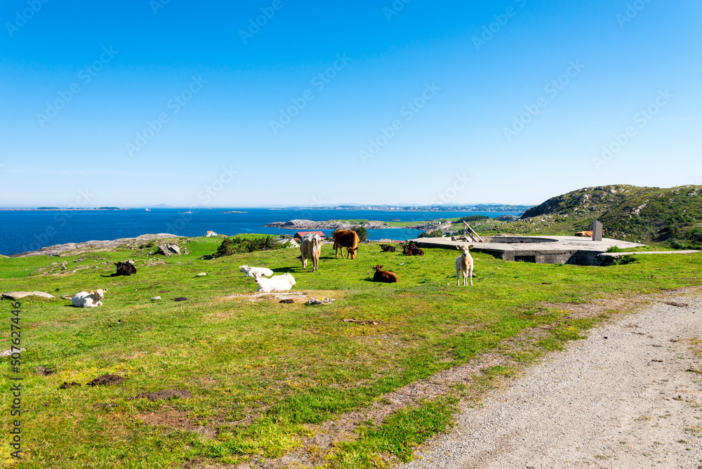 Cows on a green grass next to remains of Vigdel fort on North sea coast in a sunny day, Stavanger, Norway, May 2018