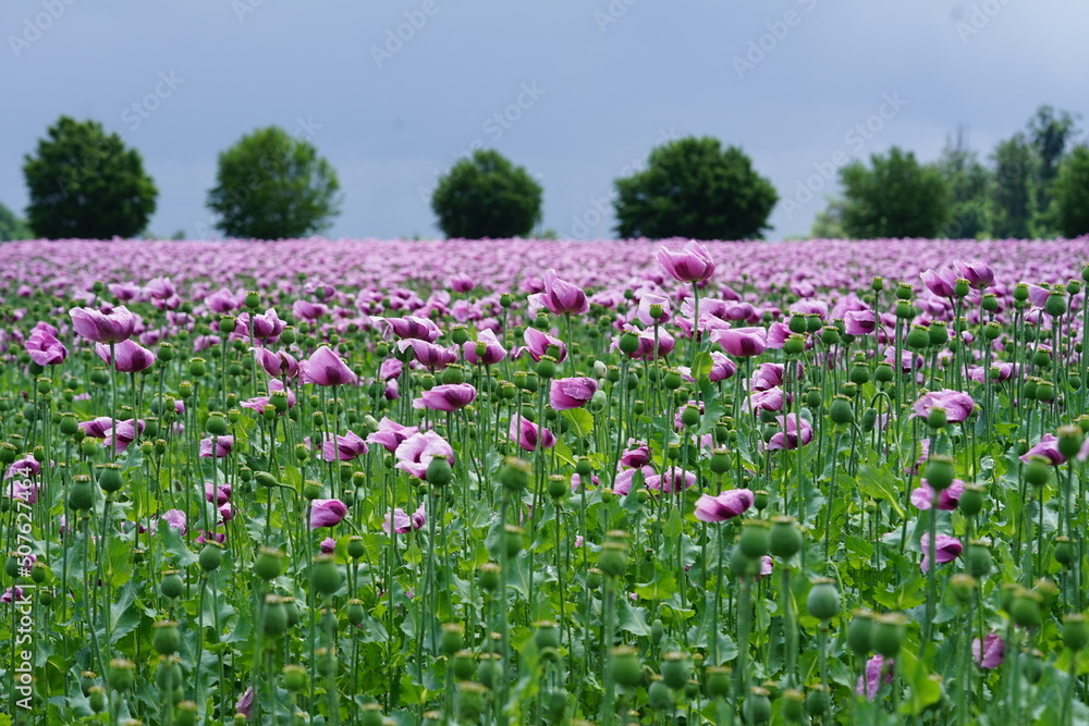 a field pink poppies called blue popy for bread a field pink poppies called blue popy for bread