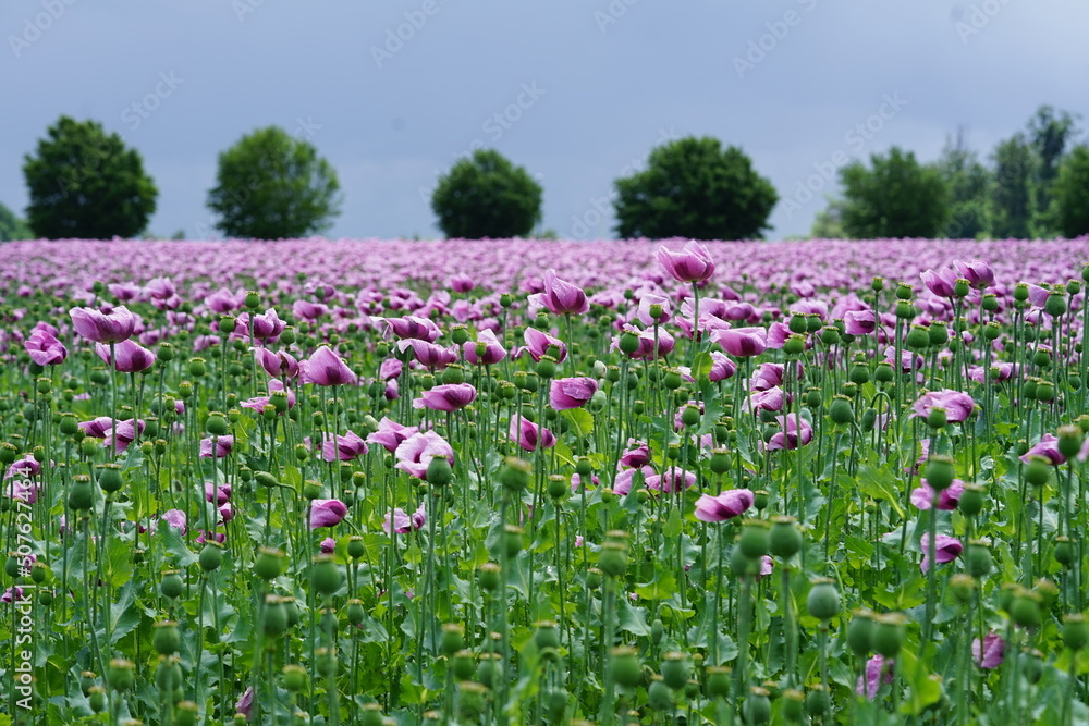 a field pink poppies called blue popy for bread