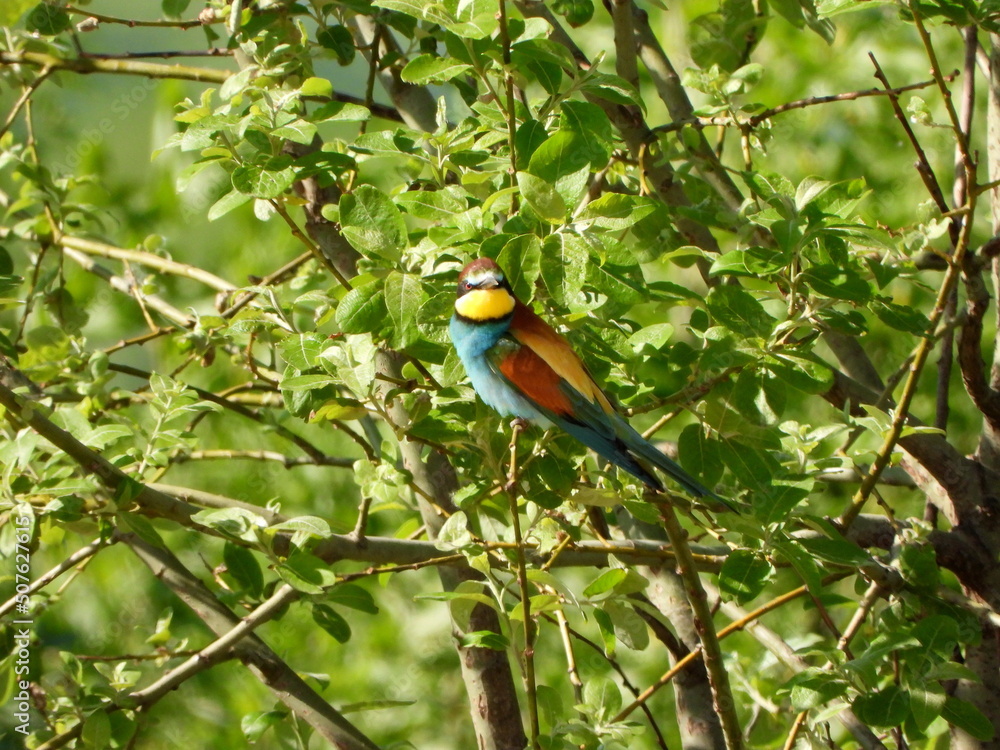 The European bee-eater (Merops apiaster) is a near passerine bird in the bee-eater family, Meropidae. The European bee-eater (Merops apiaster) is a near passerine bird in the bee-eater family, Meropidae.