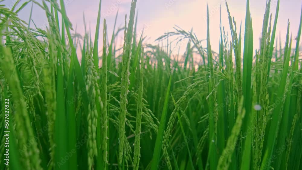 Close up picturesque green rice grass covered with drops of morning rassas with beautiful sky in background and cobs of agricultural Asian wheat crop in calm weather growing in farmer field Close up picturesque green rice grass covered with drops of morning rassas with beautiful sky in background and cobs of agricultural Asian wheat crop in calm weather growing in farmer field