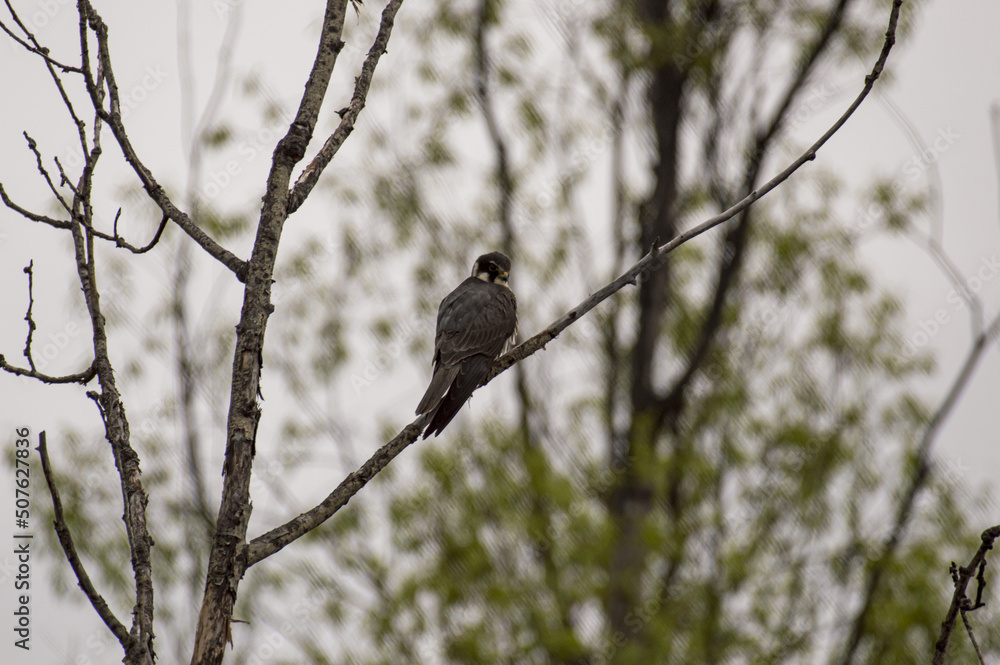 a hawk bird is sitting on a branch a hawk bird is sitting on a branch