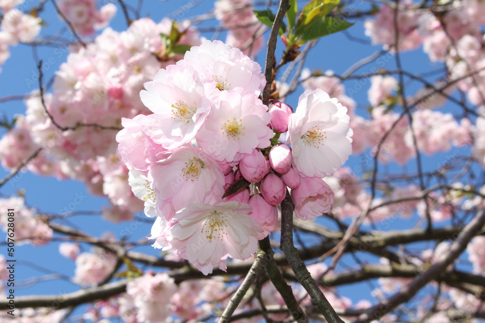 Obraz premium blossom