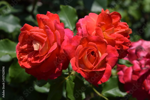 Floribunda-Rose Midsummer