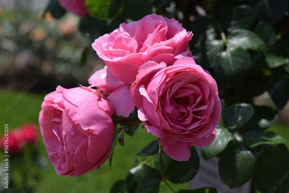 Floribunda-Rose Leonardo da Vinci