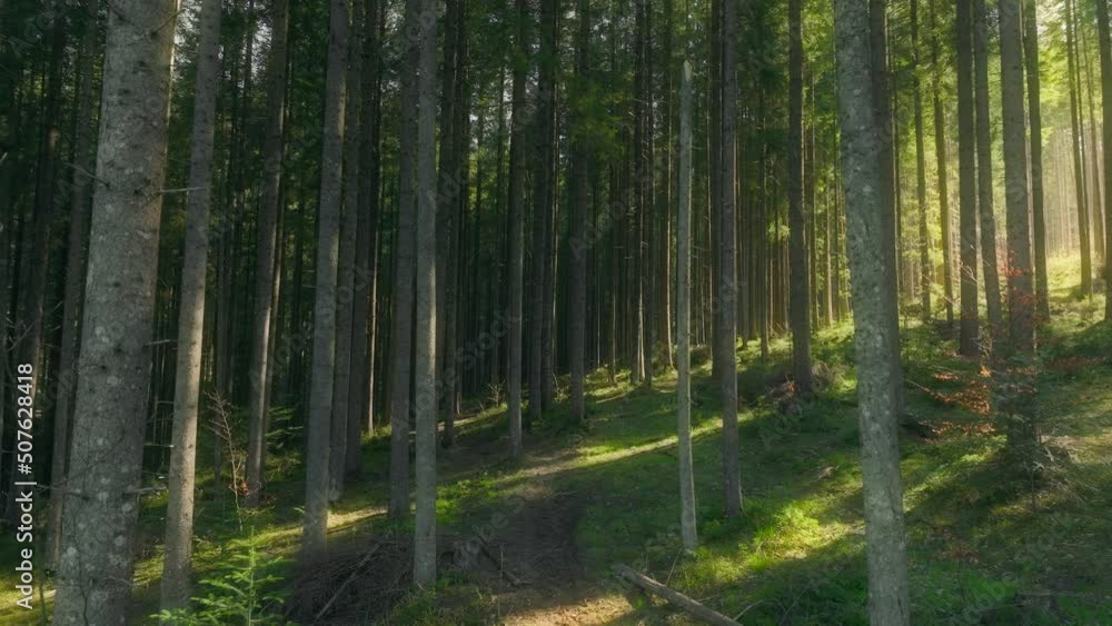 Plant forest sunny magic nature view summer green tree morning Plant forest sunny magic nature view summer green tree morning