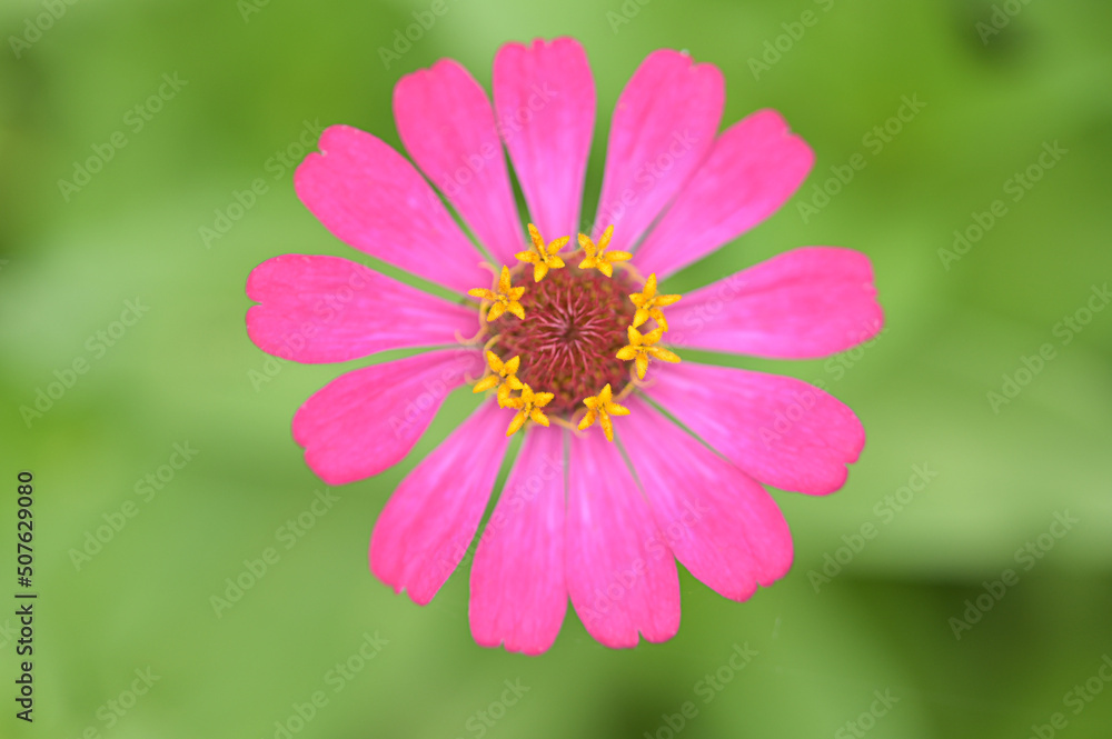 Obraz premium Zinnia flowers, tropical flowers, colorful flowers, close-up flowers.