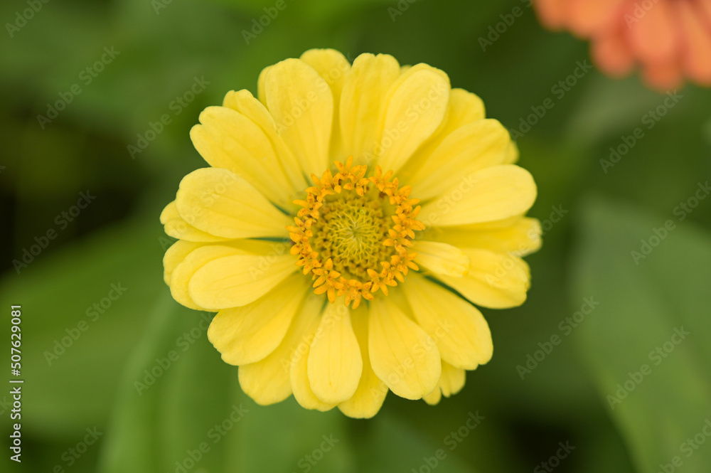 Zinnia flowers, tropical flowers, colorful flowers, close-up flowers. Zinnia flowers, tropical flowers, colorful flowers, close-up flowers.