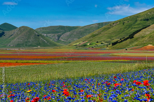 Lentil flowering with poppies and cornflowers in Castelluccio di Norcia, Italy © rudiernst