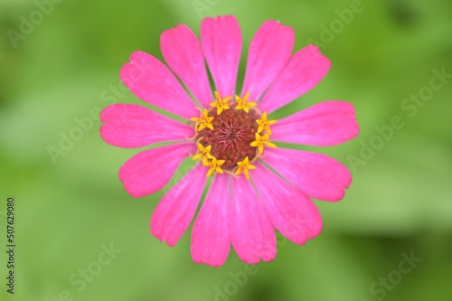 Zinnia flowers, tropical flowers, colorful flowers, close-up flowers.