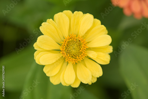 Zinnia flowers  tropical flowers  colorful flowers  close-up flowers.