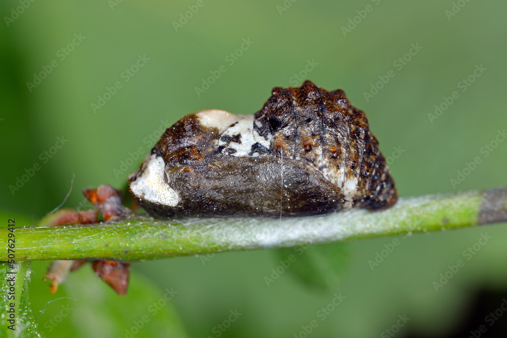 Black Hairstreak (Satyrium pruni, Fixsenia pruni), pupa.