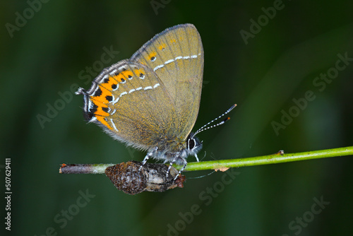 Black Hairstreak (Satyrium pruni, Fixsenia pruni). A young butterfly freshly hatched from a pupa.