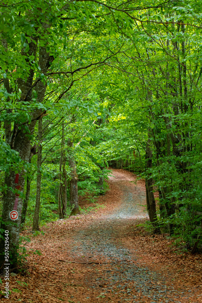 Obraz premium an alley through the forest in the Sovata resort - Romania