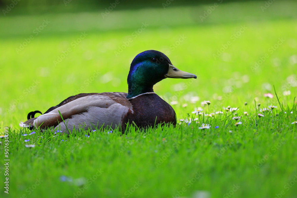 Enten erholen sich im Gras Enten erholen sich im Gras