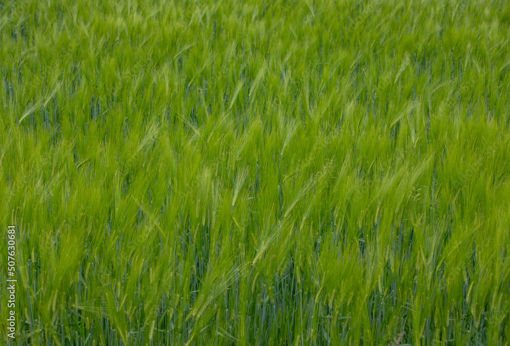 A close-up with a green wheat crop A close-up with a green wheat crop