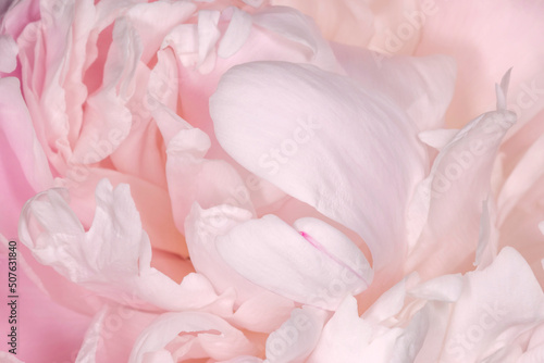 close up of light pink petals of peony