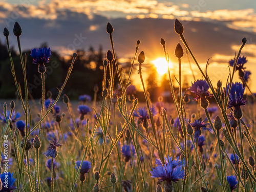 Sunset Phase with Bavarian Corn flowers at the foreground with warm colors during Spring time