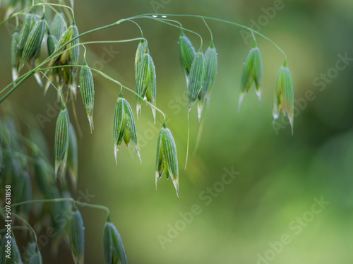 Wild oats like weeds growing in a field Avena fatua, Avena ludoviciana.selective focus natural background.