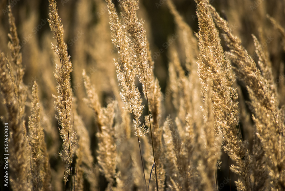 Fototapeta premium grass in the wind