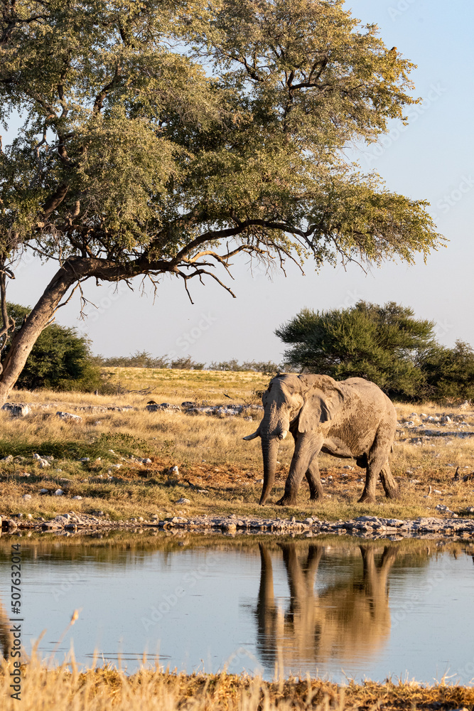 Fototapeta premium Eléphant en reflet
