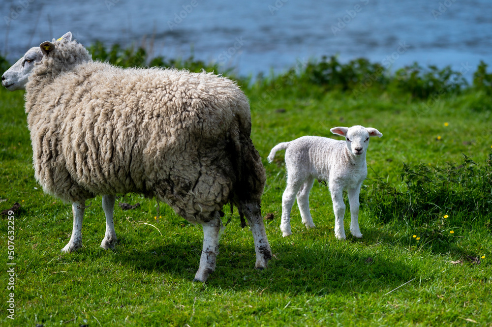 sheep in the field sheep in the field