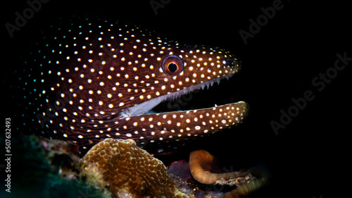 A white mouth moray eel waiting for a meal 