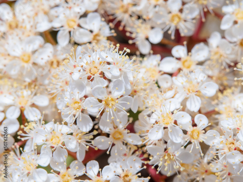 beautiful shot of photinia glabra tiny white flowers