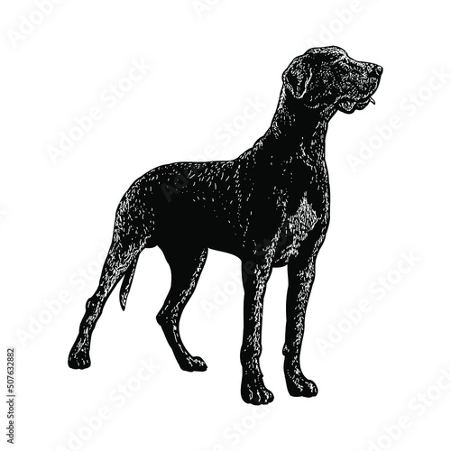 labradane dog illustration isolated on background	 photo