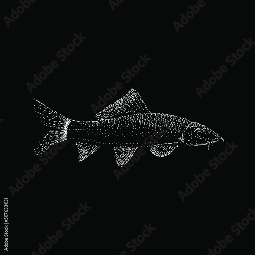 Rainbow Shark hand drawing vector illustration isolated on black background