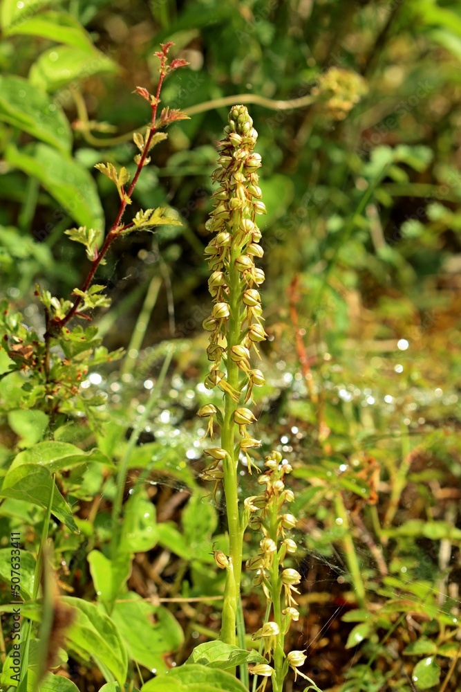 Ohnhorn (Aceras anthropophorum).