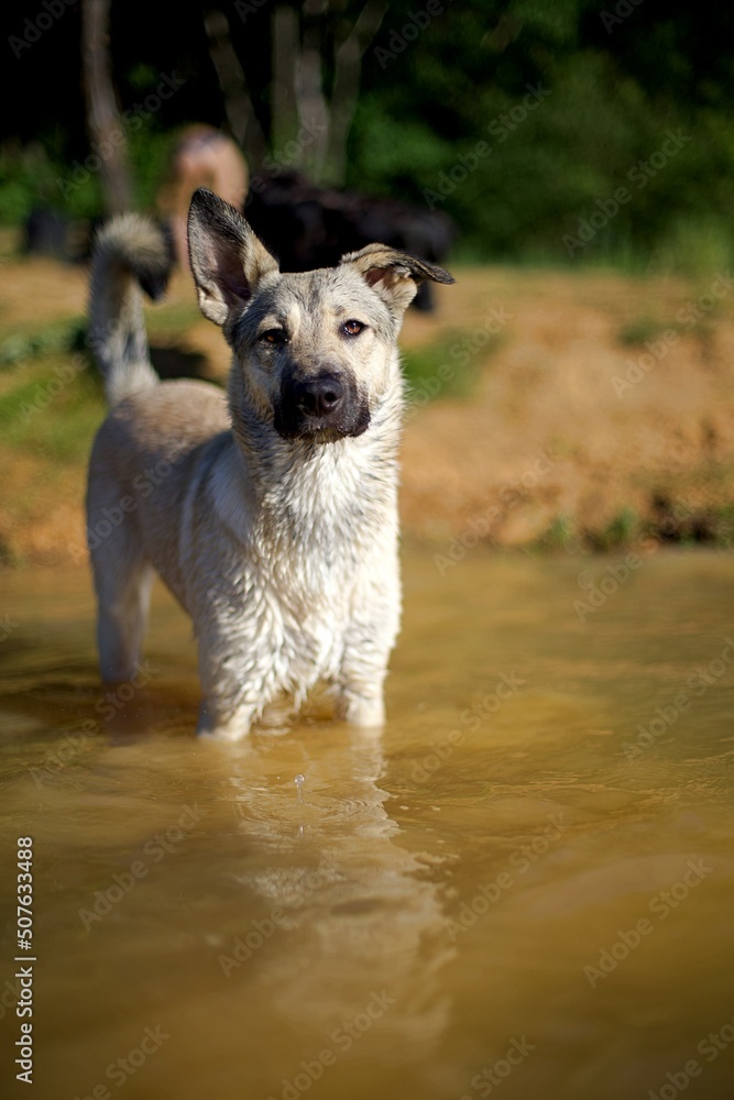 Chiot loup tchèque dans l'eau d'un lac - vacances chien animal domestique Chiot loup tchèque dans l'eau d'un lac - vacances chien animal domestique