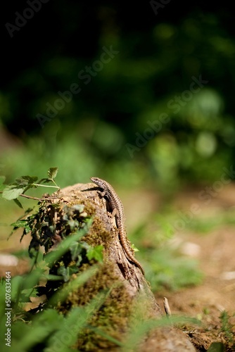 Un lézard sauvage se réchauffe au soleil dans la nature - reptile animalier