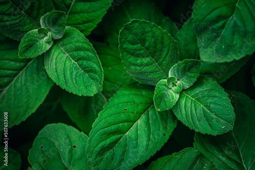 Natural background  green mint leaves top view.