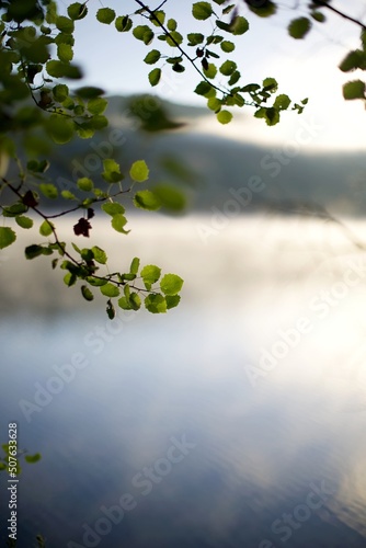 Feuillage arbre au levé du soleil avec la brume sur le lac 