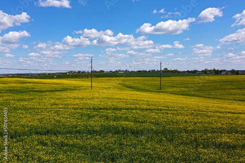 Aerial view of agro rural yellow rapeseed fields with power lines and cables