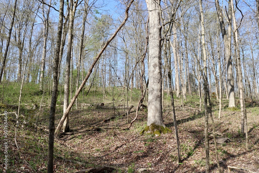 The forest landscape on a sunny spring day.