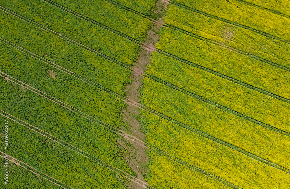 Aerial view of agro rural yellow rapeseed fields Aerial view of agro rural yellow rapeseed fields
