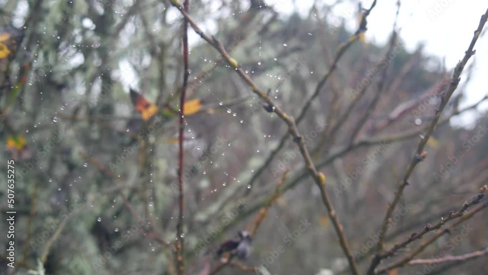 Water drops on spiders web, autumnt leafless trees in forest, foggy rainy grey weather. Droplets in fall wind on spiderweb, bare branches or dry twigs in moss close up. California flora, USA plants. Water drops on spiders web, autumnt leafless trees in forest, foggy rainy grey weather. Droplets in fall wind on spiderweb, bare branches or dry twigs in moss close up. California flora, USA plants.