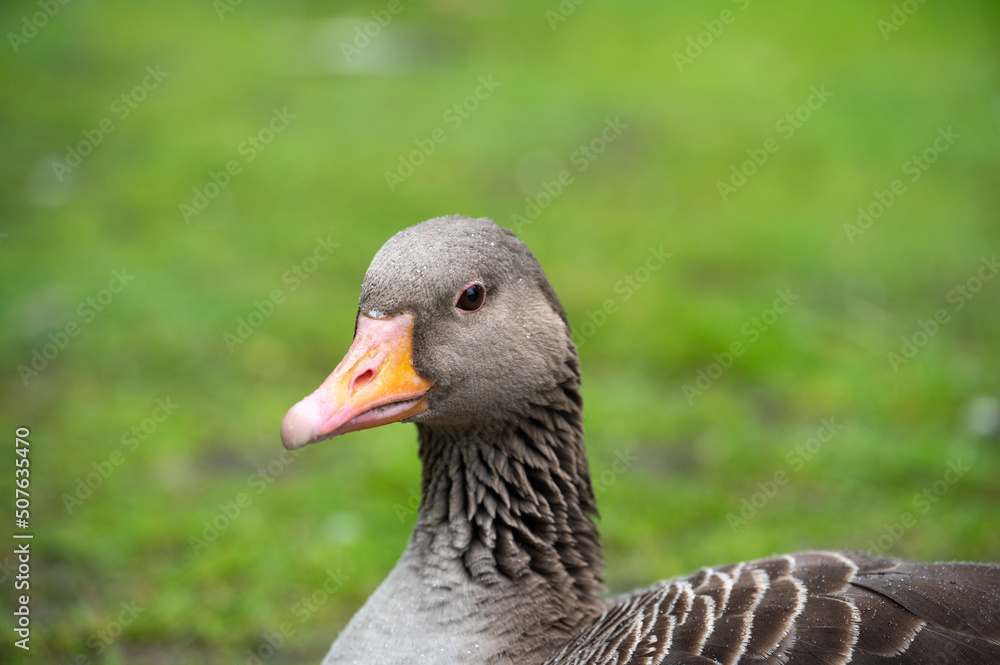 Graugans auf Wiese Graugans auf Wiese
