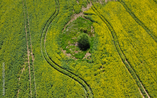 Aerial view of the rapeseed yellow agro field