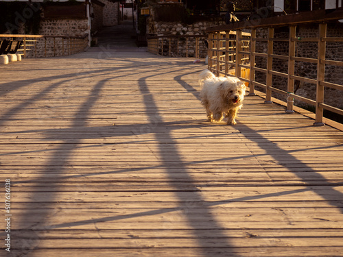 A dog on the bridge at sunrise