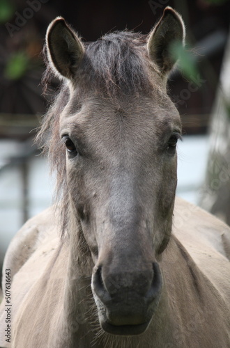 Portrait von einem Pferd  Pony 